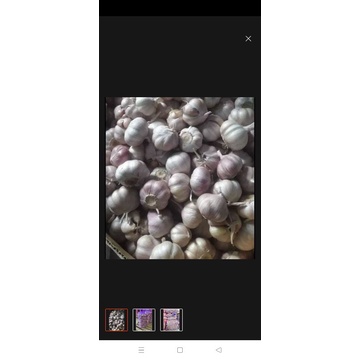 1kg tỏi Ninh Thuận ( củ to)