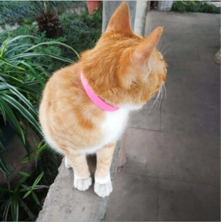 VÒNG CỔ TRỊ VE, RẬN cho mèo