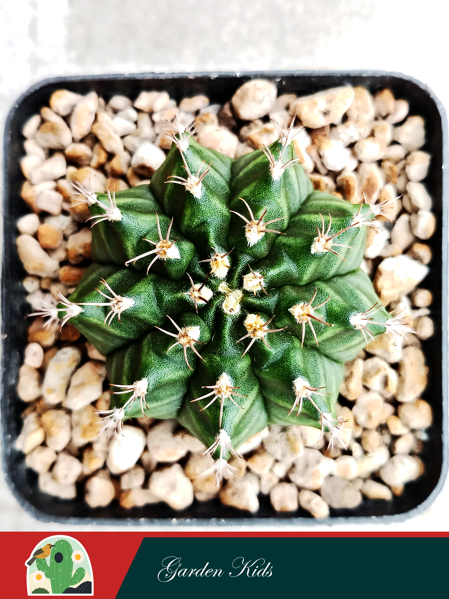 Xương rồng Gymnocalycium Anisitsii (Hoa và cây màu ngẫu nhiên; Không chậu)