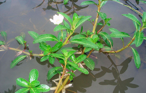 Rau dừa nước khô 1kg loại 01