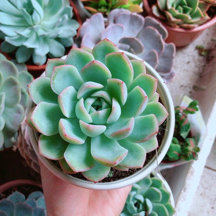 Chậu sen đá viền hồng