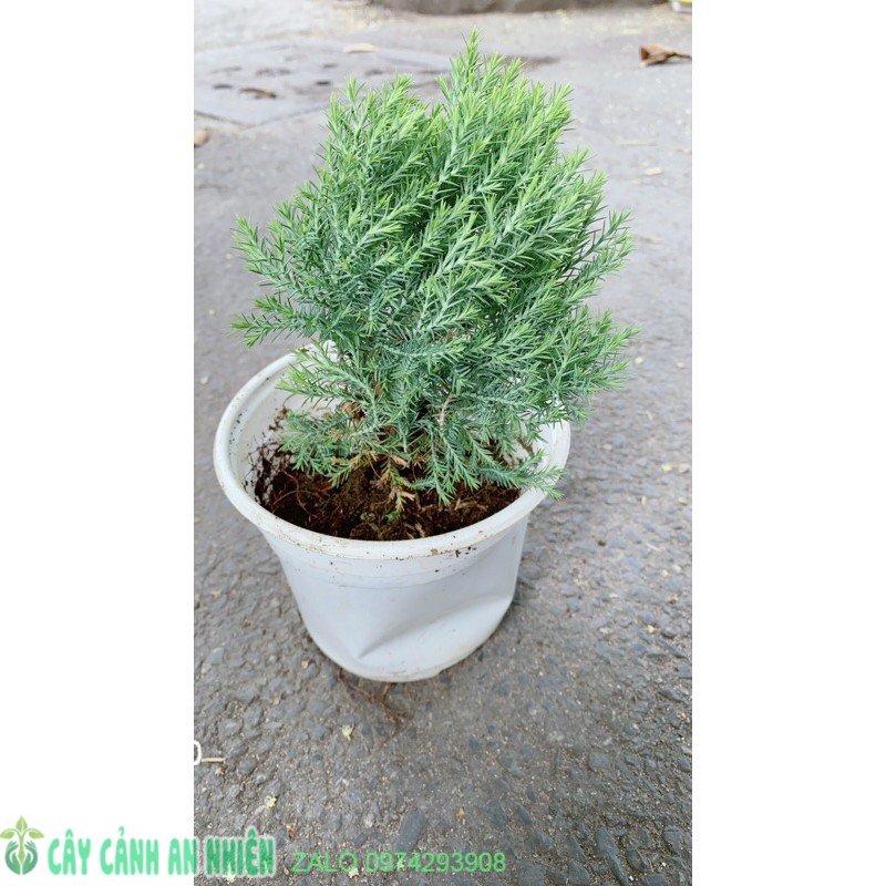 Câu tùng bồng lai