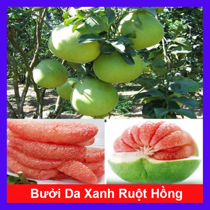 Cây bưởi da xanh ruột hồng - cây ăn quả