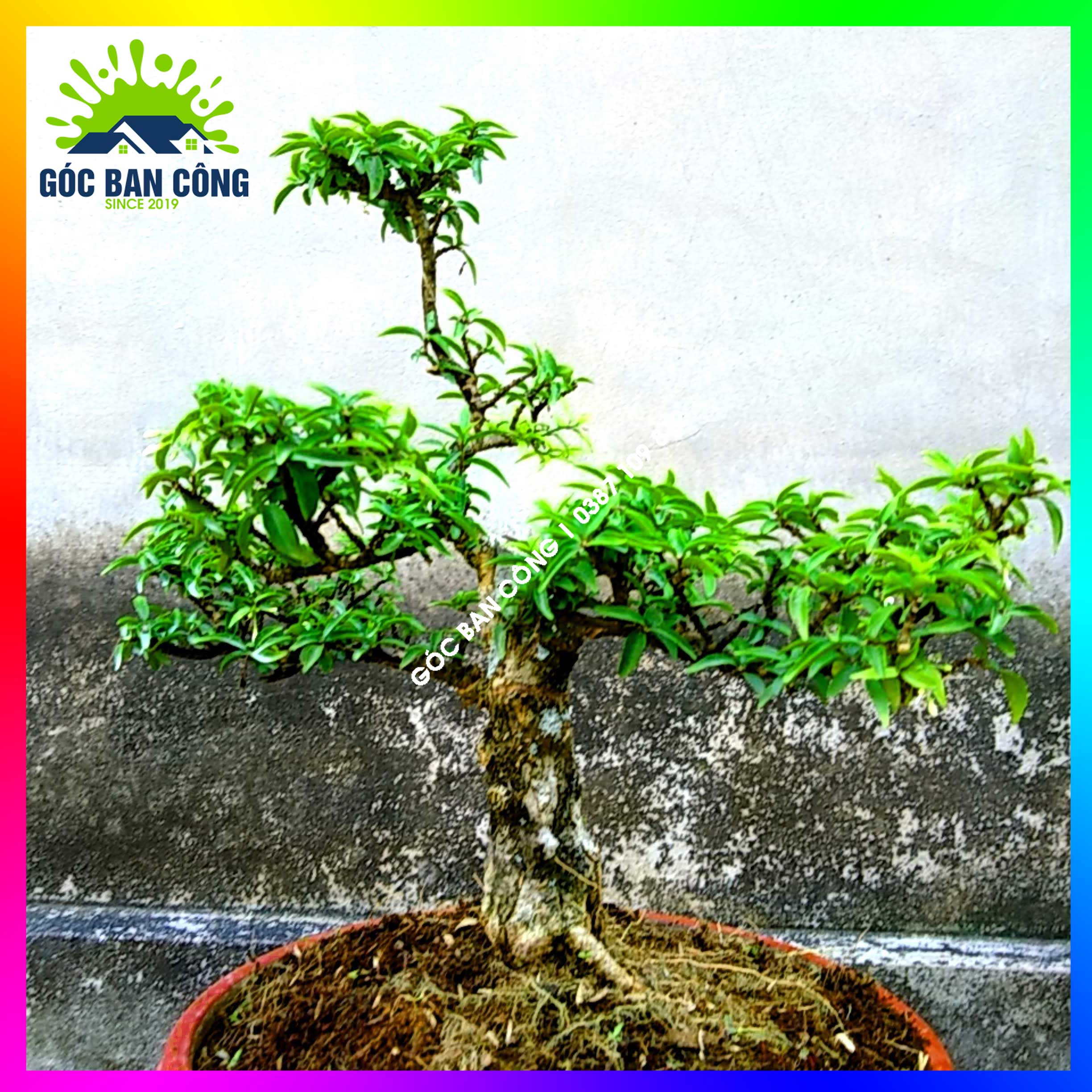 Mai Chiếu Thủy Kim Giòn Bonsai Mini - CTBS04