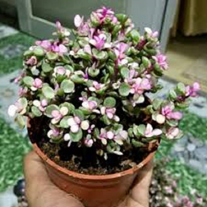 CHẬU CÂY SEN ĐÁ NGỌC BÍCH (SEN ĐÔ LA HỒNG)
