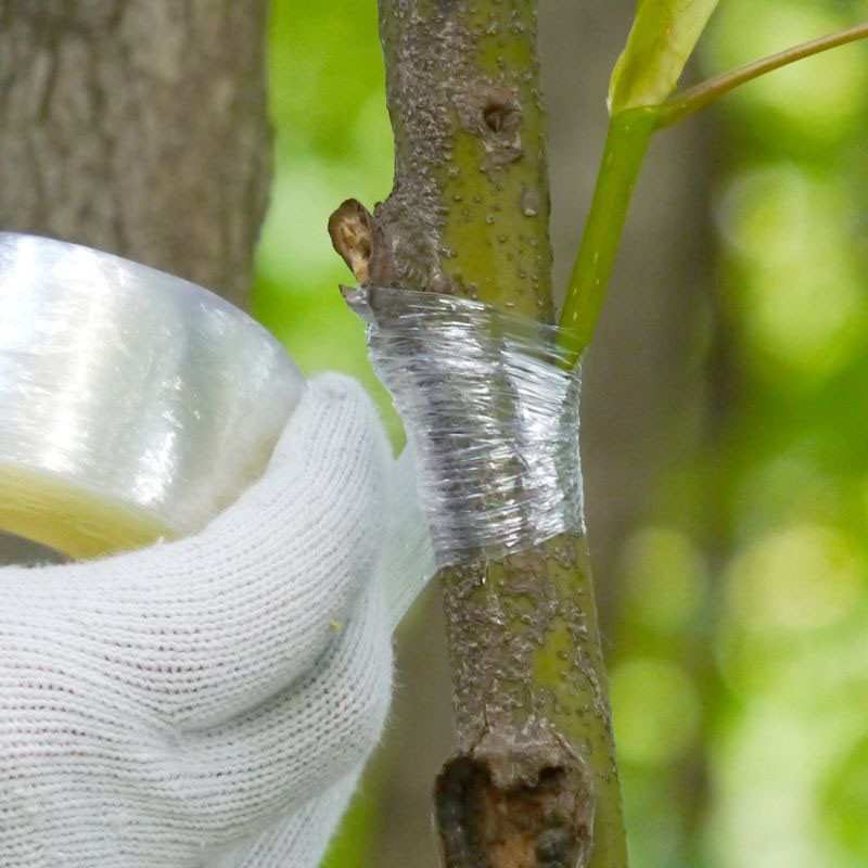 Cuộn băng keo ghép cành cây tự dính 2-3cm