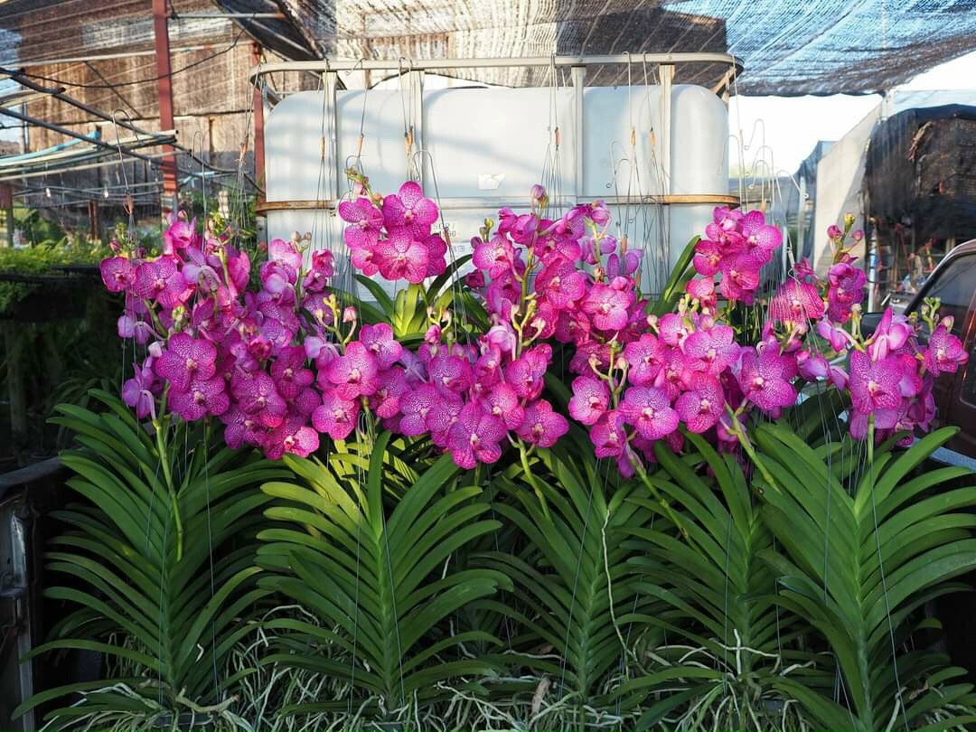 Lan Vanda hàng lá cây trưởng thành
