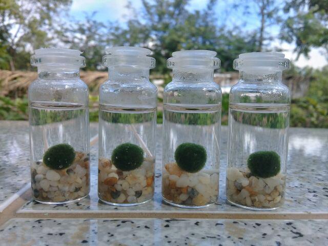 Combo 2 bé tảo cầu Marimo may mắn