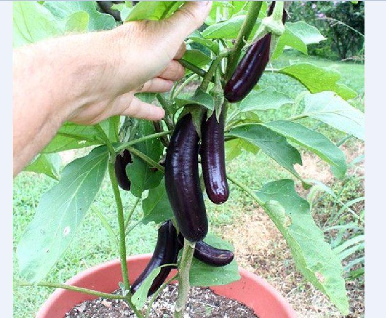 F1 Long Eggplant Seeds - 0.5Gr/Package