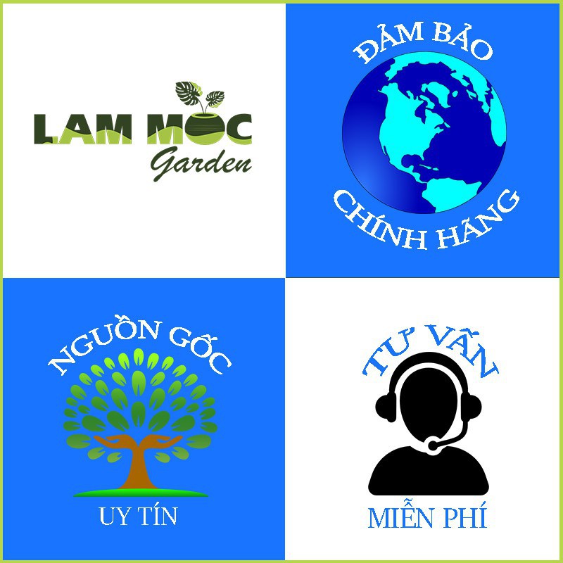 Hạt Giống Mồng Tơi Lá Lớn - Gói 20gr
