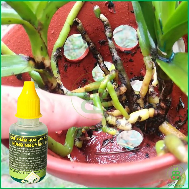 Chế Phẩm Hoa Lan Hùng Nguyễn 20ml