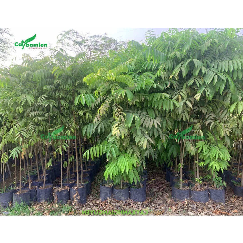 CÂY SẤU GHÉP GIỐNG (cây giống bảo hành )