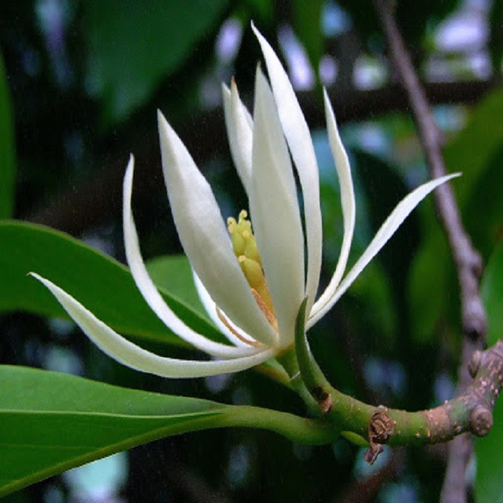 CÂY  HOA NGỌC LAN TRẮNG, HOA THƠM