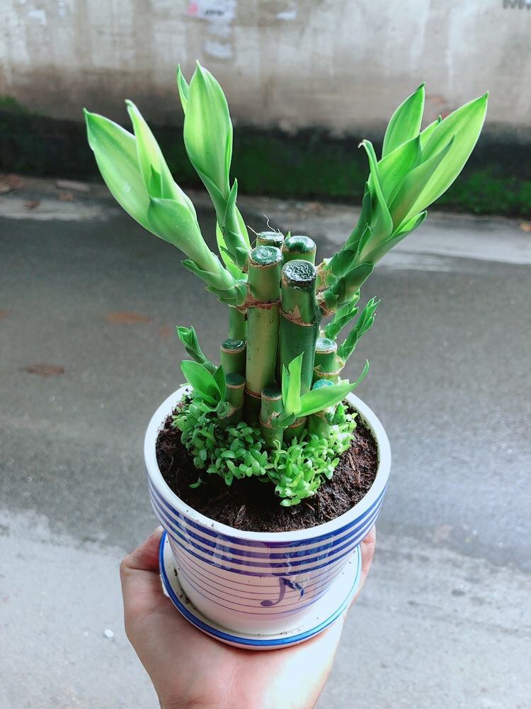 Chậu Cây Trúc Phát Tài