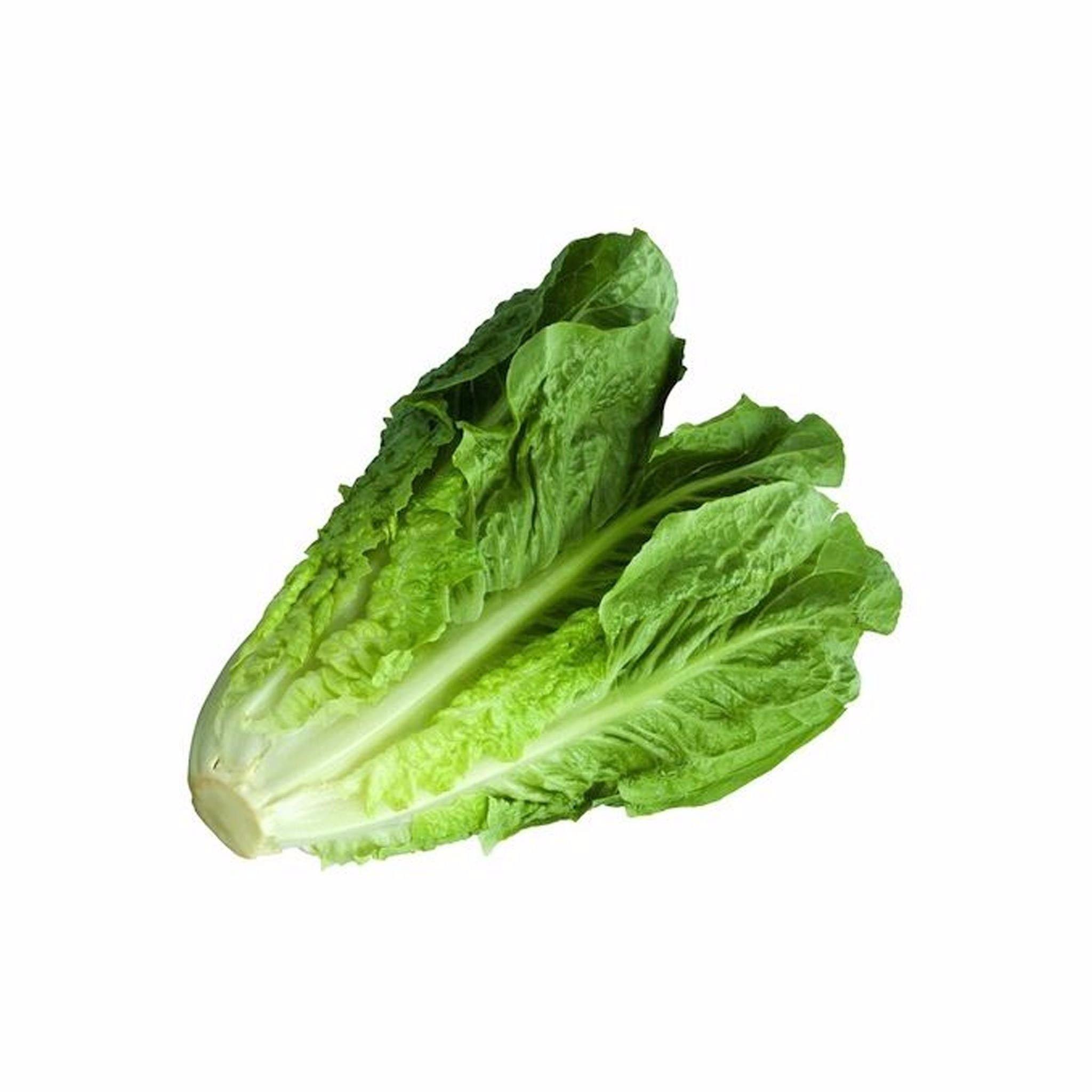 Hạt Giống Xà Lách Romaine Xanh Chịu Nhiệt Tốt, Trồng Quanh Năm