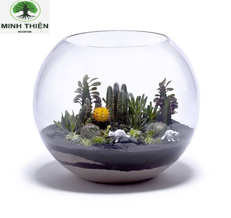 Bể Cá Thủy Tinh 13cm x 17cm - T11
