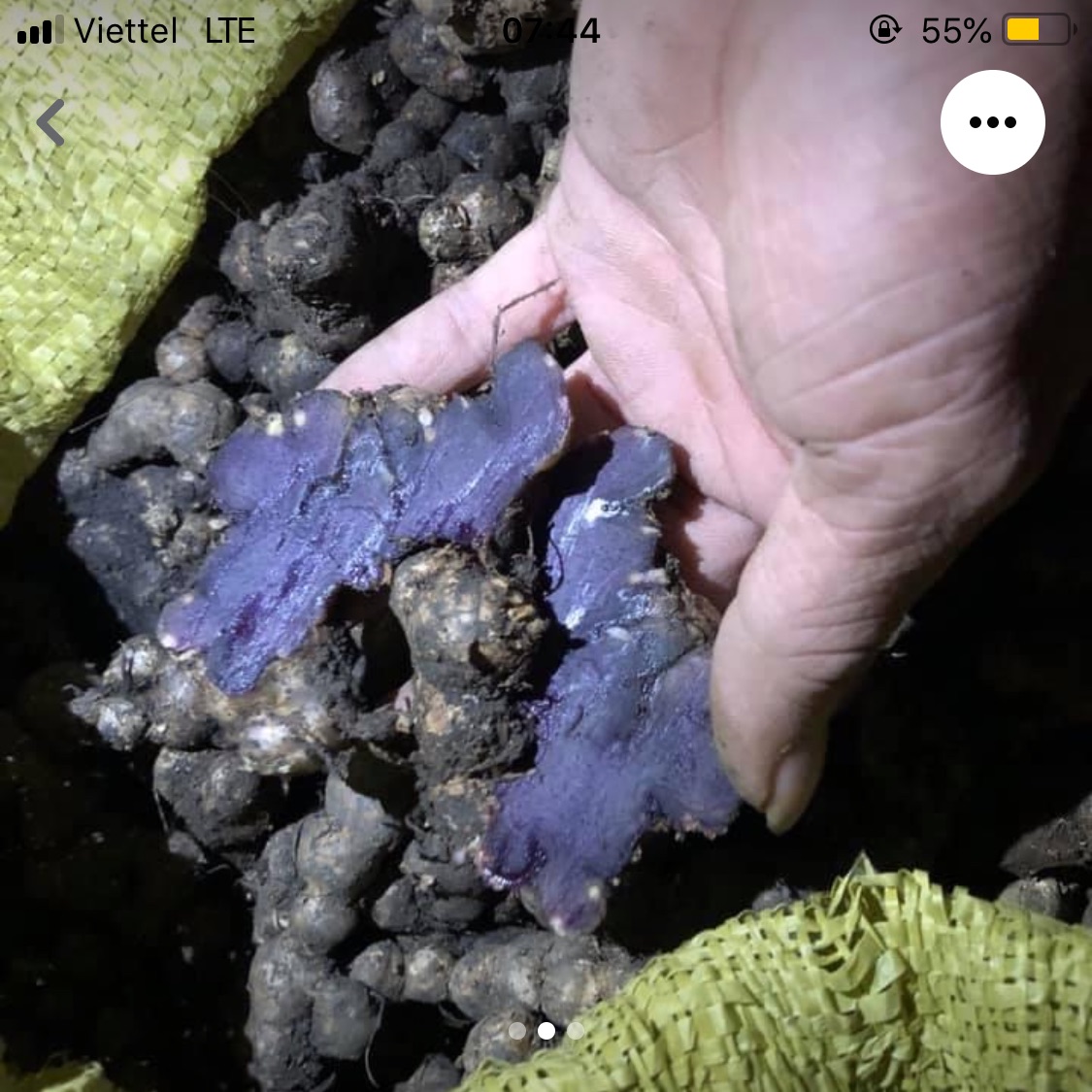 0,5kg Gừng đen tươi