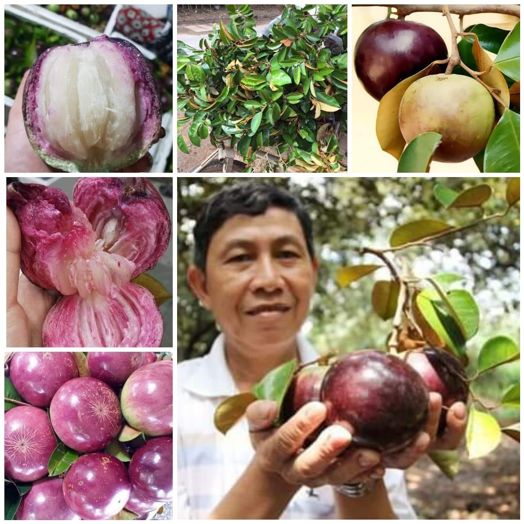 Cây vú sữa tím