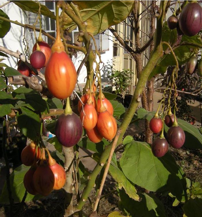 Hạt giống cà chua thân gỗ Tamarillo ( 10 hạt/gói )