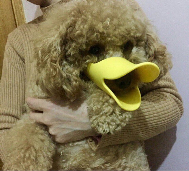 Rọ mõm hình mỏ vịt cho cún🐤🐶🐩