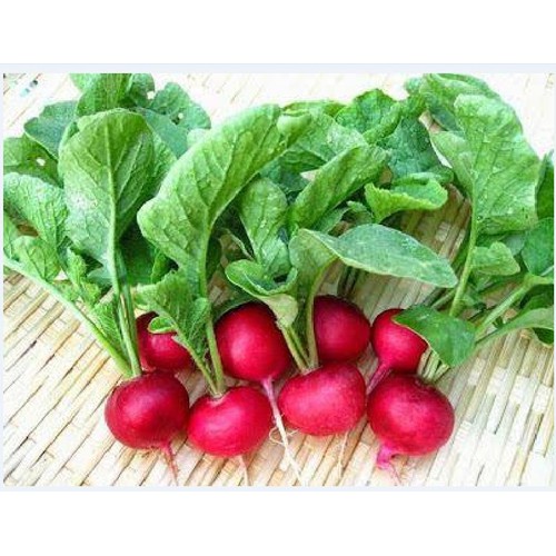 Tiny Red Radish Seeds - 5Gram Pack