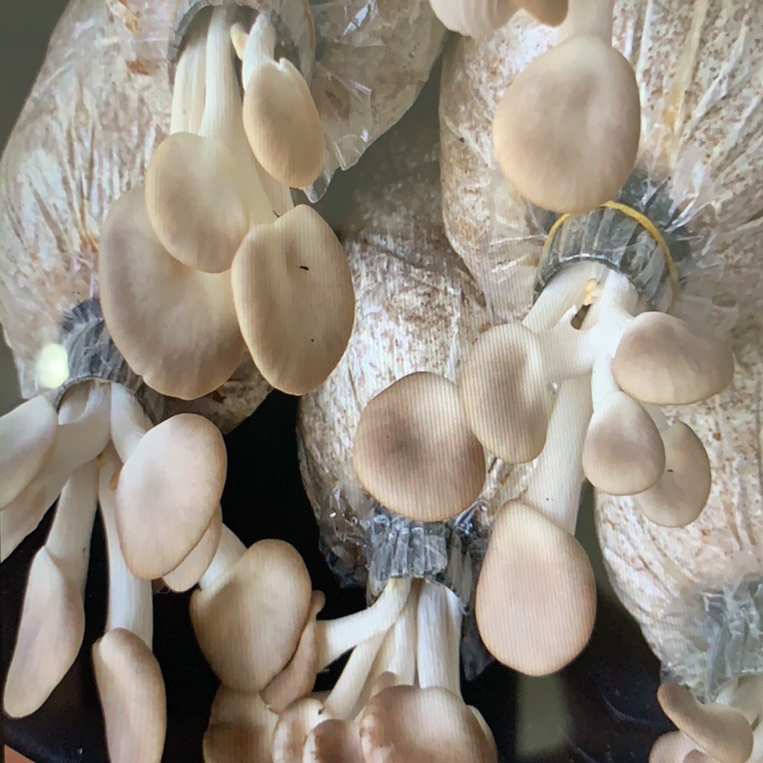 Phôi nấm Bào ngư (Kiện 14 bịch)