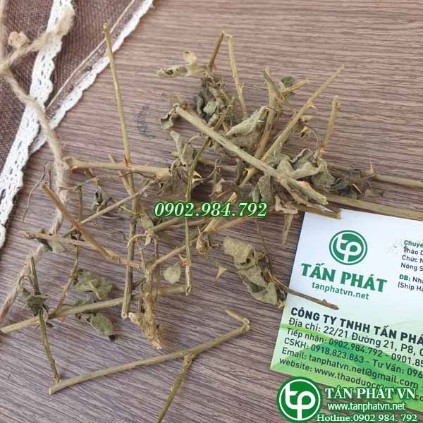 [HOT] Cà gai leo sấy khô 500g - tấn phát - Hỗ trợ thanh nhiệt giải độc và làm mát gan - Hàng công ty mới về hàng