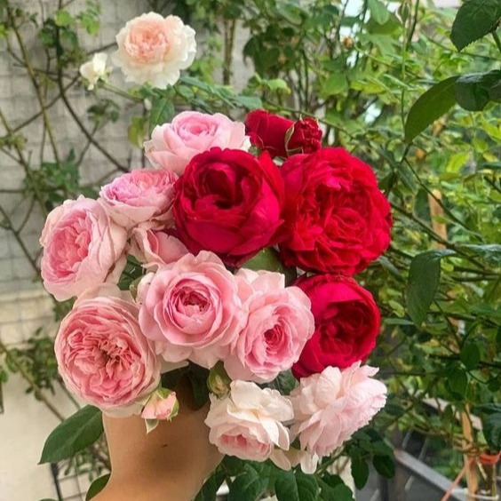 Hạt giống hoa hồng leo pháp nhiều màu