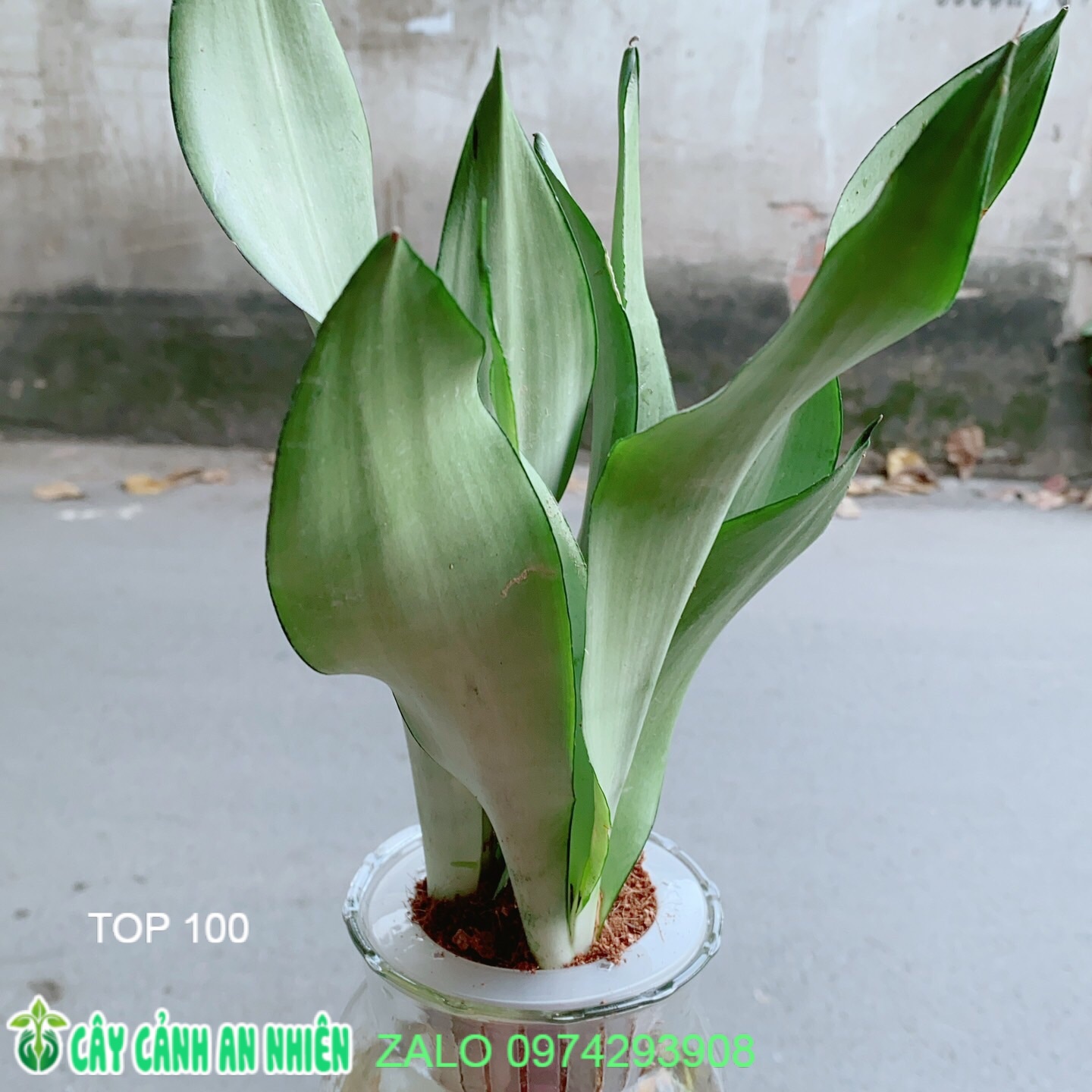 Chậu lưỡi hổ bạc thuỷ canh