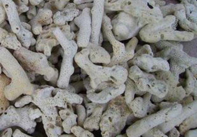 San hô lọc nước 200gram