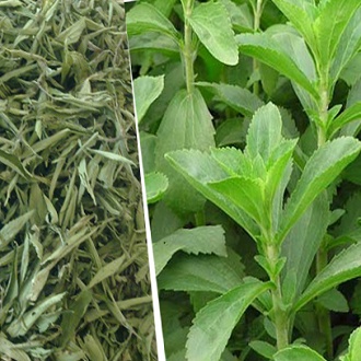 Hạt giống cây cỏ ngọt -Gói 5 Hạt