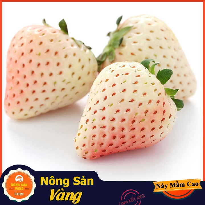 Hạt giống Dâu Tây Dứa (Dâu Tây Trắng) Vị Dễ Nghiền Và Nhiều Giá Trị Dinh Dưỡng (Gói 30 Hạt) - Nông Sản Vàng