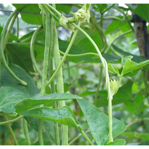 Hạt Giống Đậu Đũa Rạng Đông 20gram