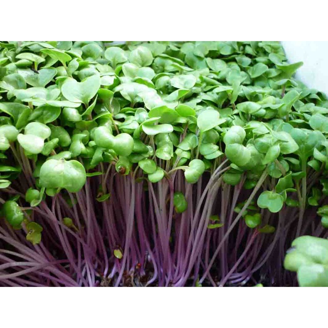 HẠT GIỐNG RAU MẦM CỦ CẢI ĐỎ