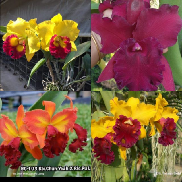 [HCM]Combo 4 Mã lan Cattleya Nhập Thái Lan