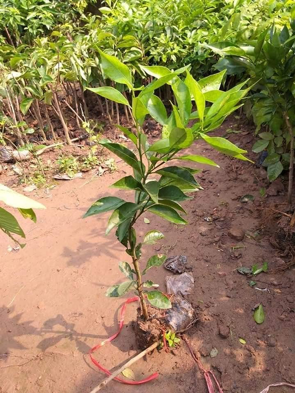 Cây Cam Đường Canh (ghép siêu sớm)