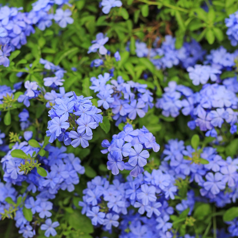 Chậu cây thanh xà - Plumbago auriculate