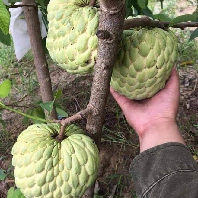 2 cây na thái( na hoàng hậu)