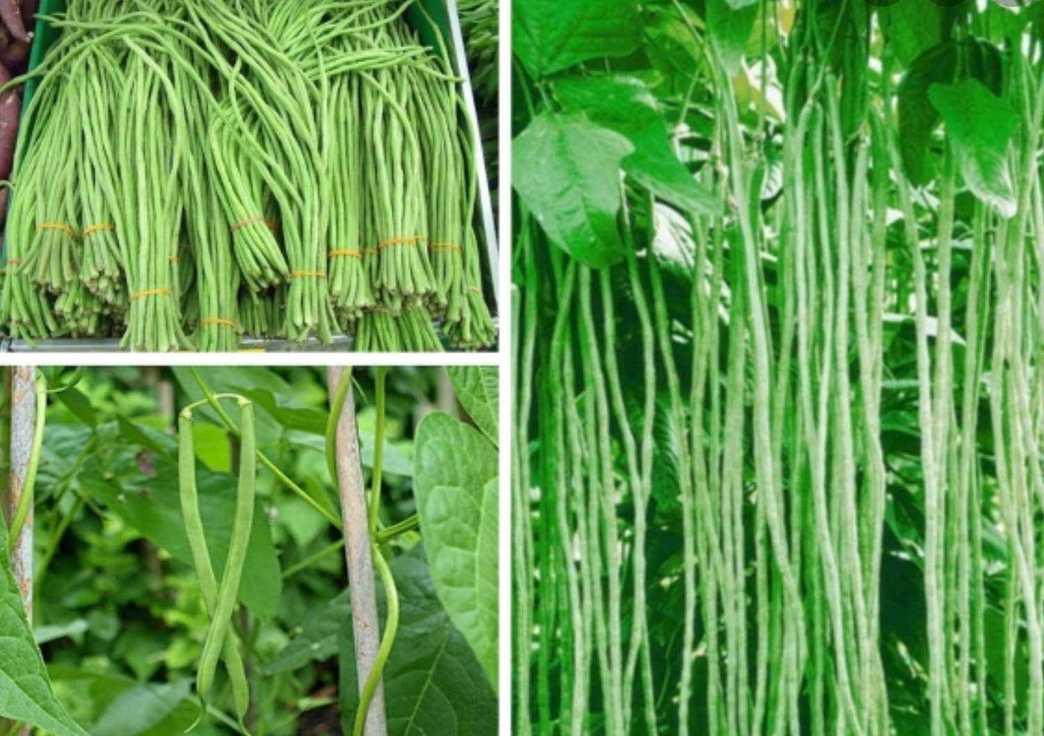 Hạt giống đậu đũa Mai Vàng 20gr