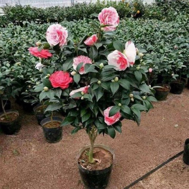 Cây hoa trà my cao 40-50cm đang nụ hoaFreeship