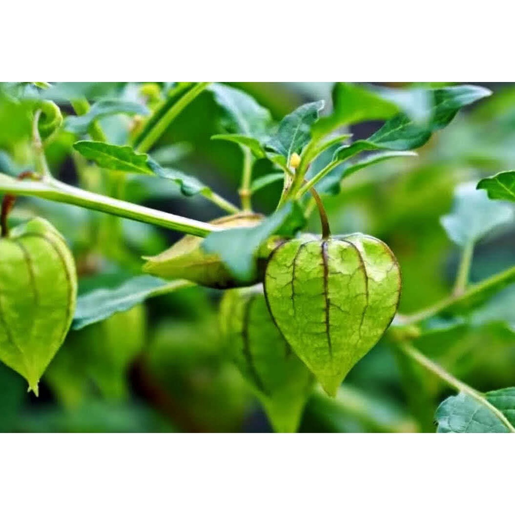 Cây tầm bóp khô