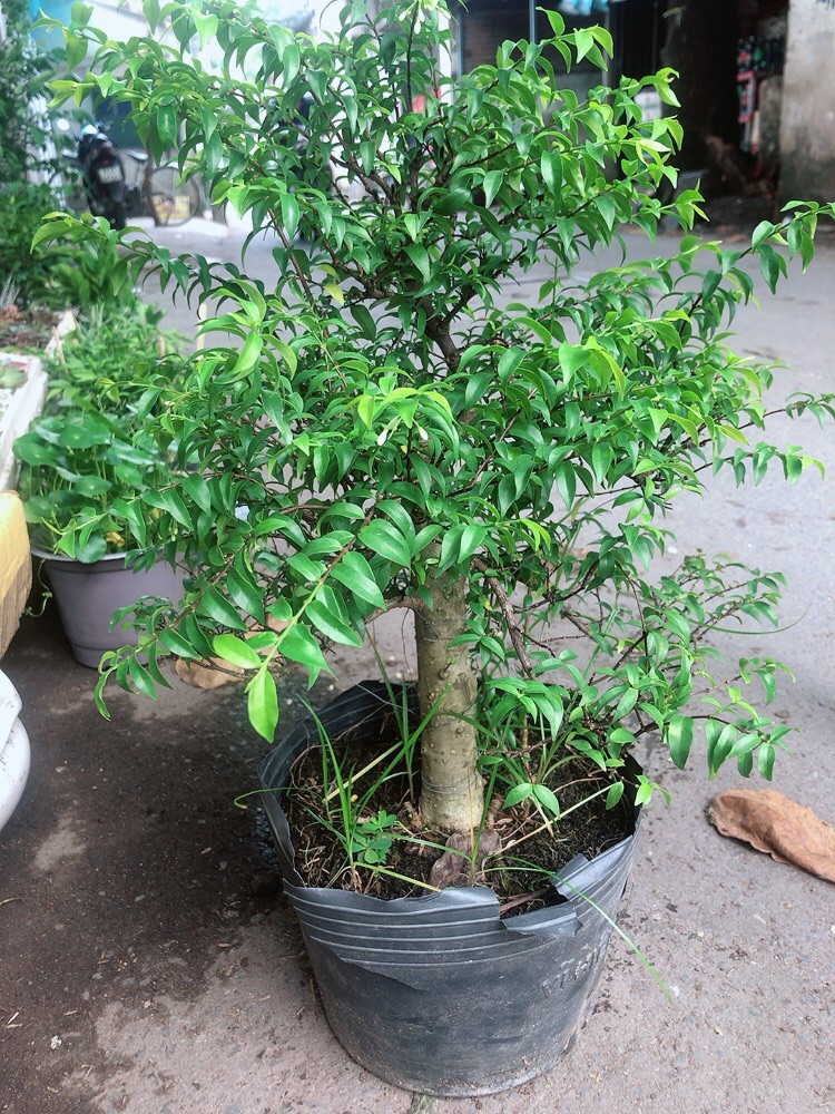 Cây Mai Chiếu Thuỷ Size Đại