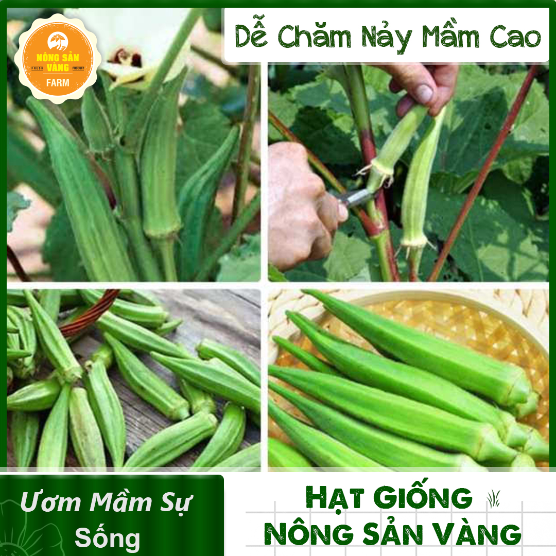 Chinese cabbage seed West (okra) good for bone joints and digestive system (package 20 grams)-shallow gold