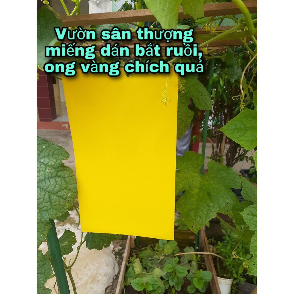 Size lớn 20 x 25cm - Bẫy dính ruồi vàng 2 mặt