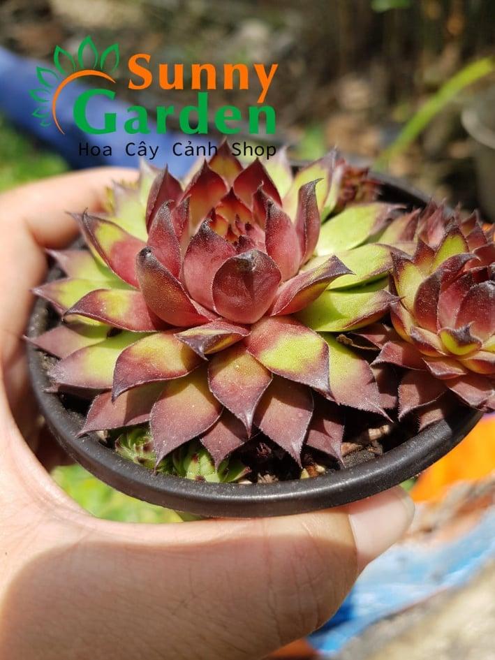 Sen Đá Phật Bà Bụi Đỏ - Chậu Trung