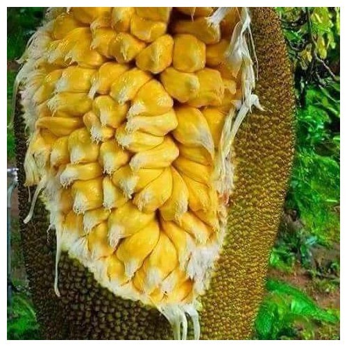 CÂY GIỐNG MÍT TỐ NỮ