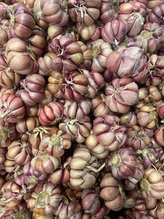 Tỏi tím đà lạt hàng loại 1