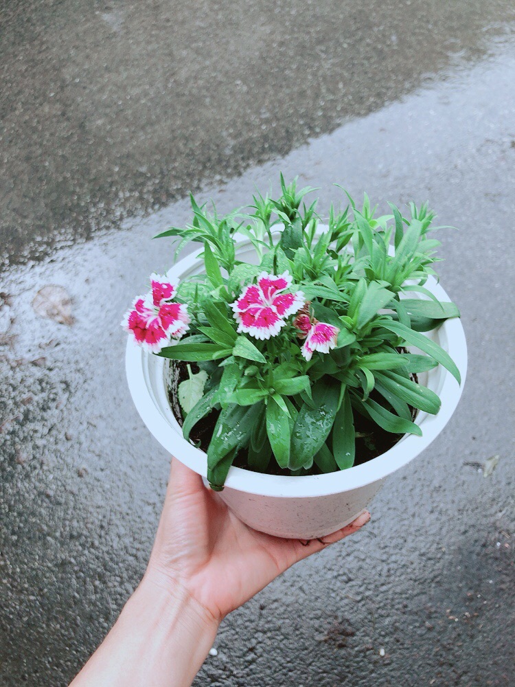 [HCM]Chậu Hoa Cẩm Chướng