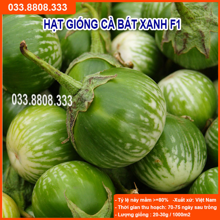Hạt giống cà bát xanh quả tròn - quả to đẹp