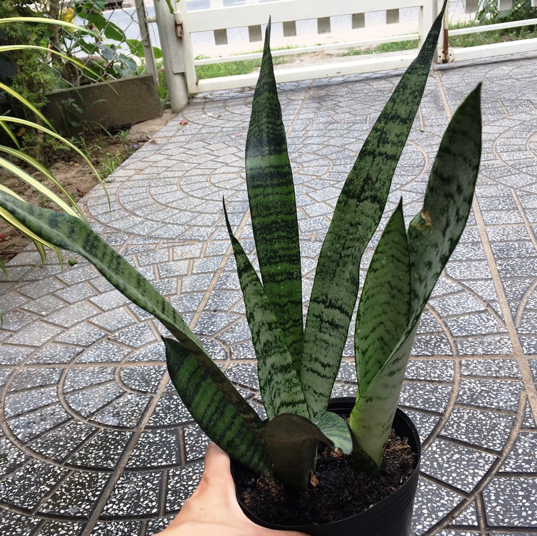 CÂY LƯỠI HỔ XANH DÁNG CAO